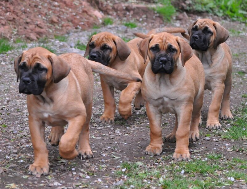 Four Bullmastiff Puppies