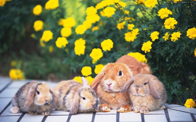Four Bunnies in Garden