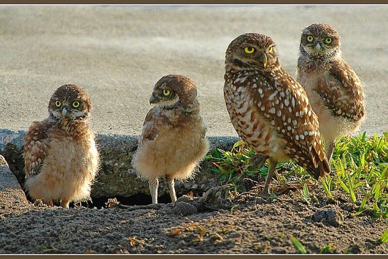 Four burrowing owl chicks
