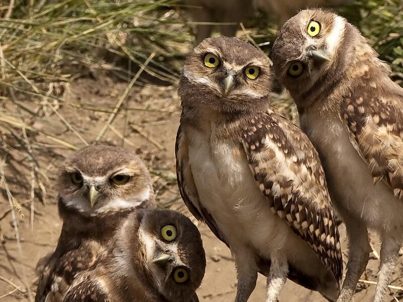 Four Burrowing Owls