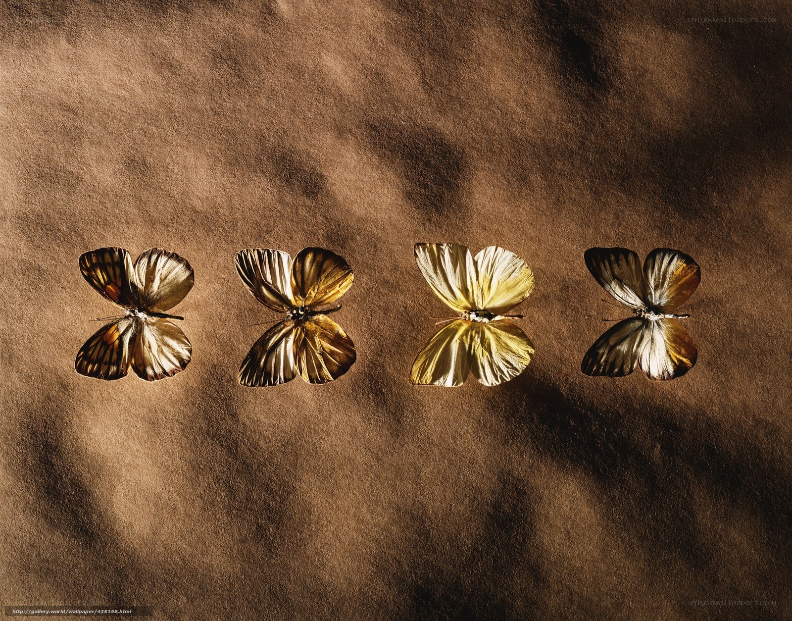 Four Butterflies on Brown Surface