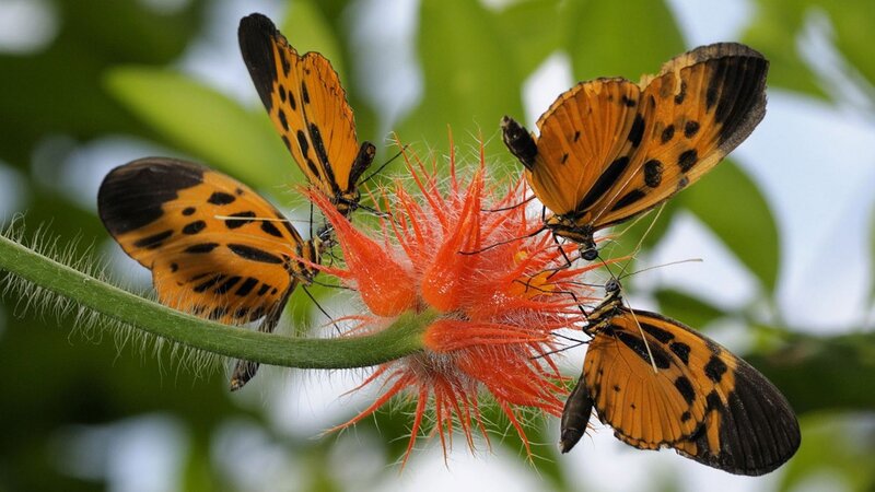 Four Butterflies on Flower — Orange, Natural, Afternoon, Photograph