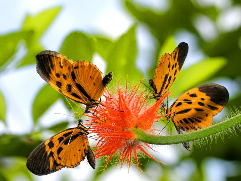 Four Butterflies on Flower — Orange