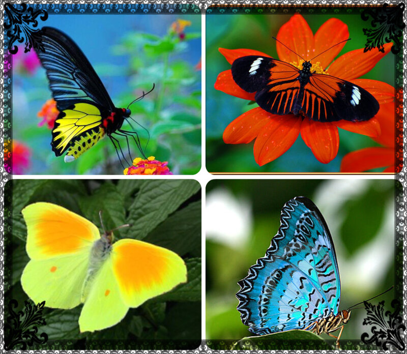 Four Butterflies on Flowers