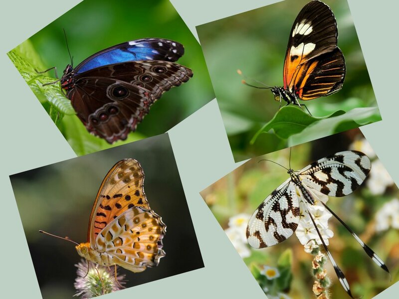 Four Butterflies on Leaves