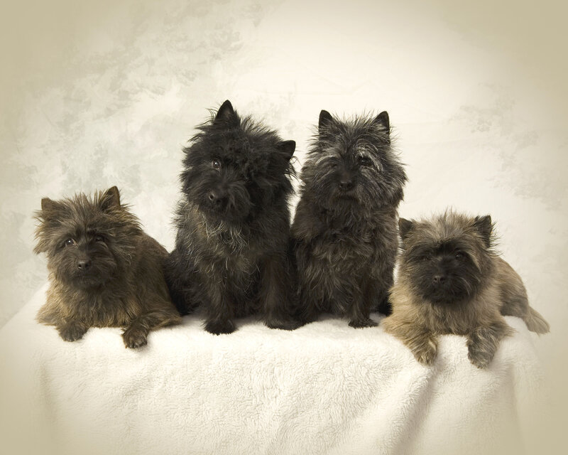 four cairn terriers on a blanket