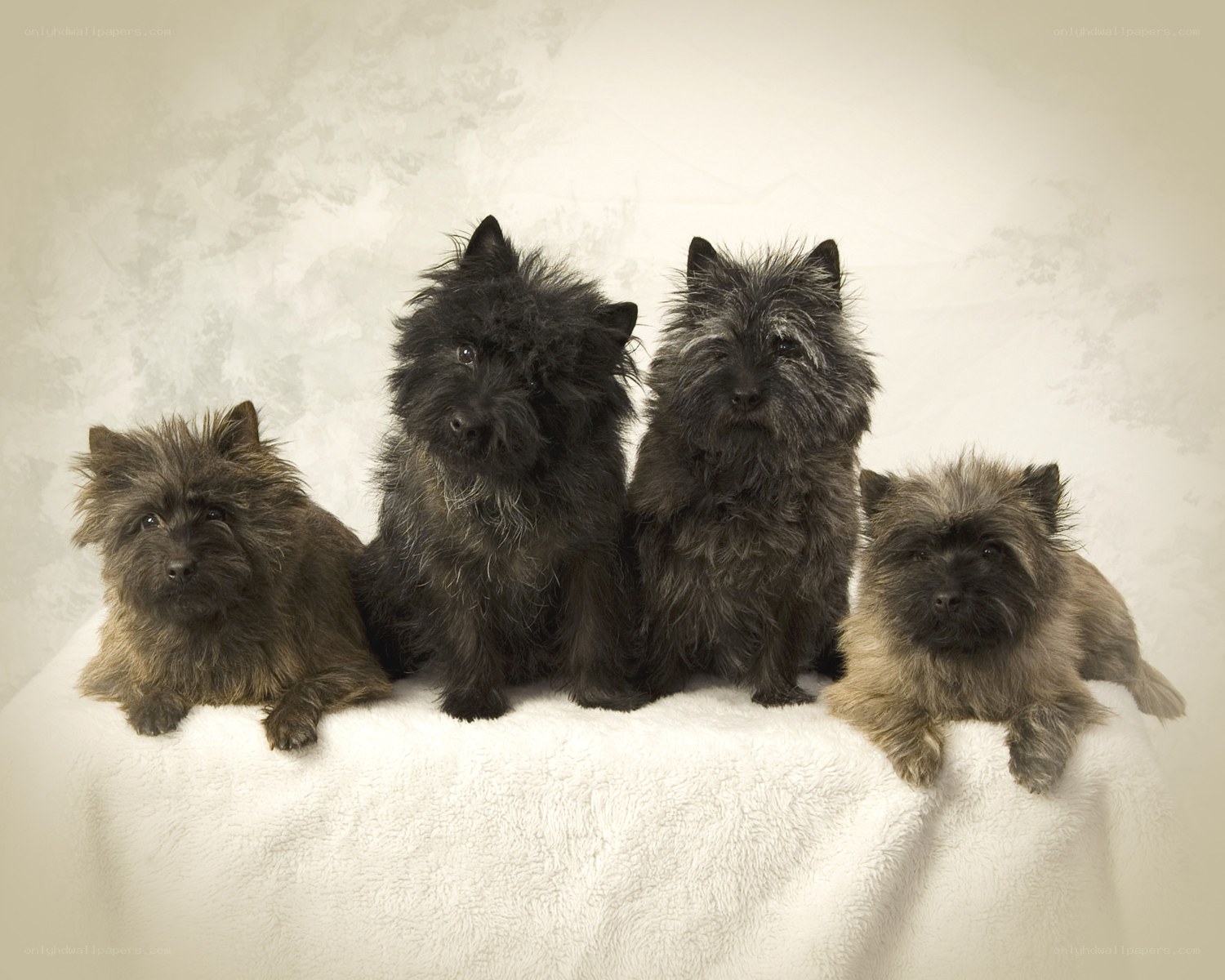 four cairn terriers on a blanket