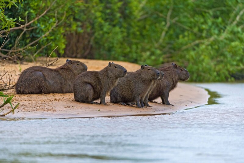 Four Capybaras on Shore