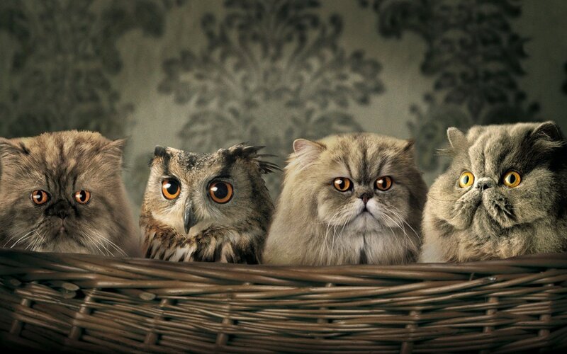 Four Cats and an Owl