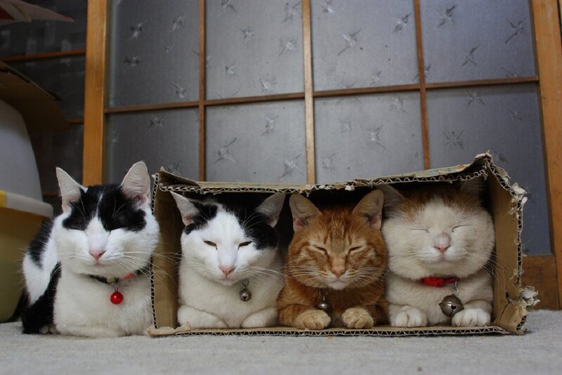 Four Cats in a Box