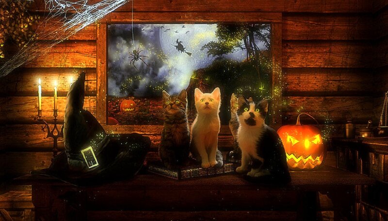 Four Cats in a Cabin
