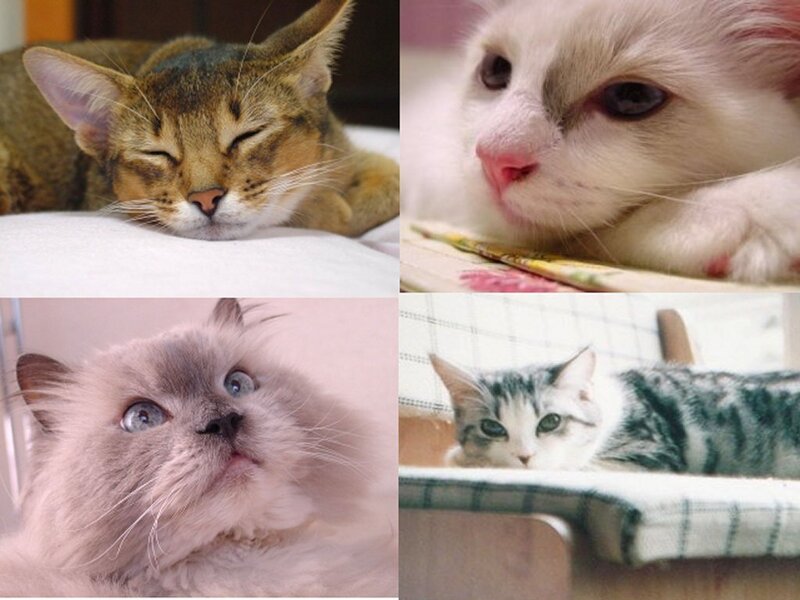 four cats in a collage