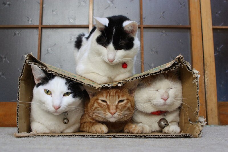 Four Cats in Cardboard Box