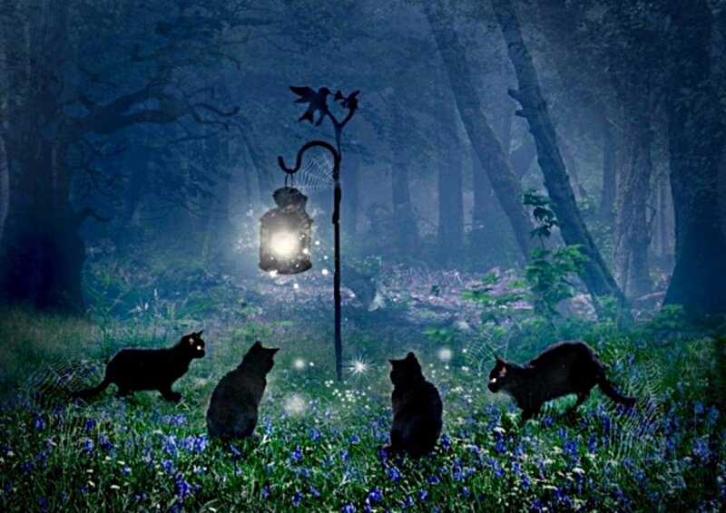 Four Cats in Forest
