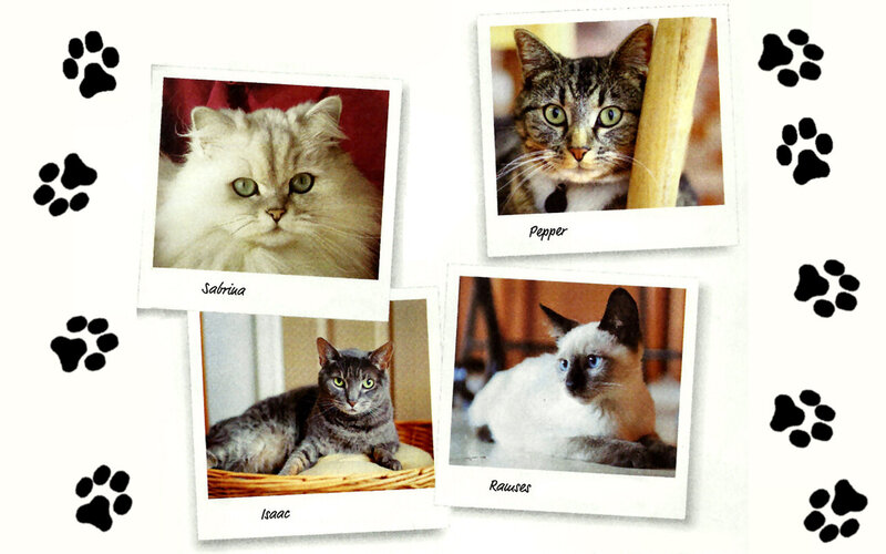 Four Cats in Photos