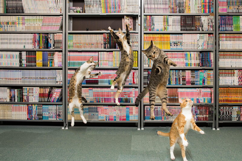 Four Cats Jumping