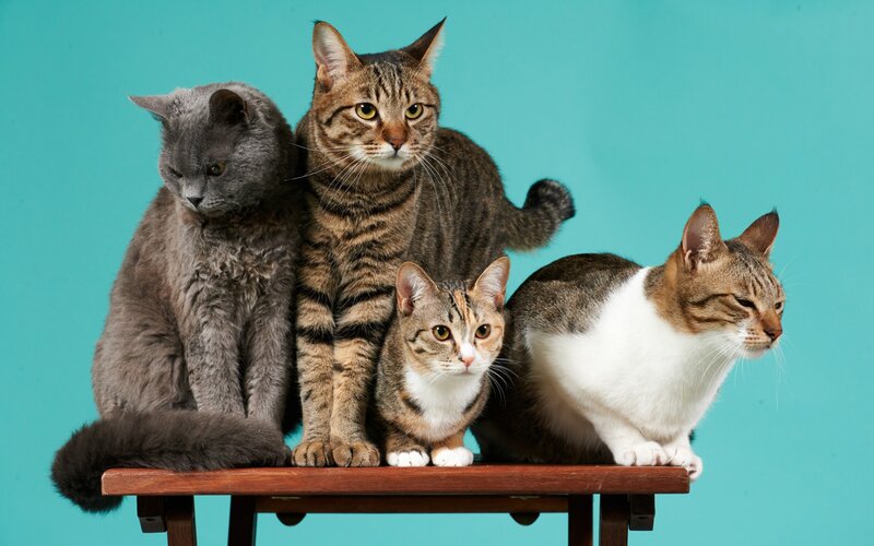 Four Cats on a Bench