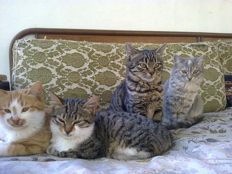 Four Cats on a Couch