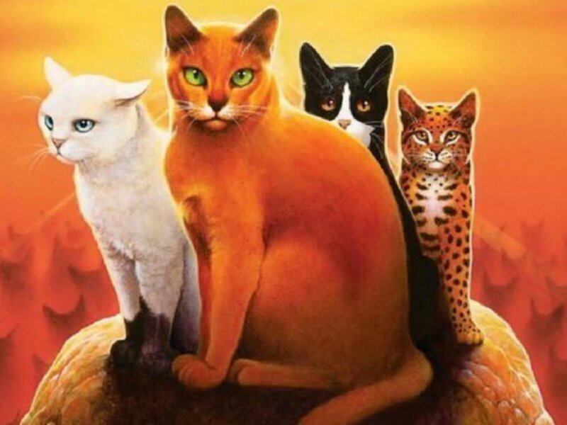 Four Cats on a Rock