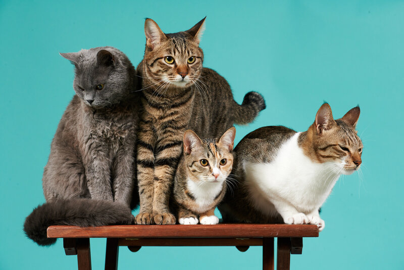 Four Cats on a Table — Teal