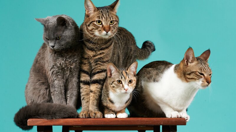 Four Cats on Bench