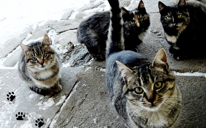Four Cats on Pavement