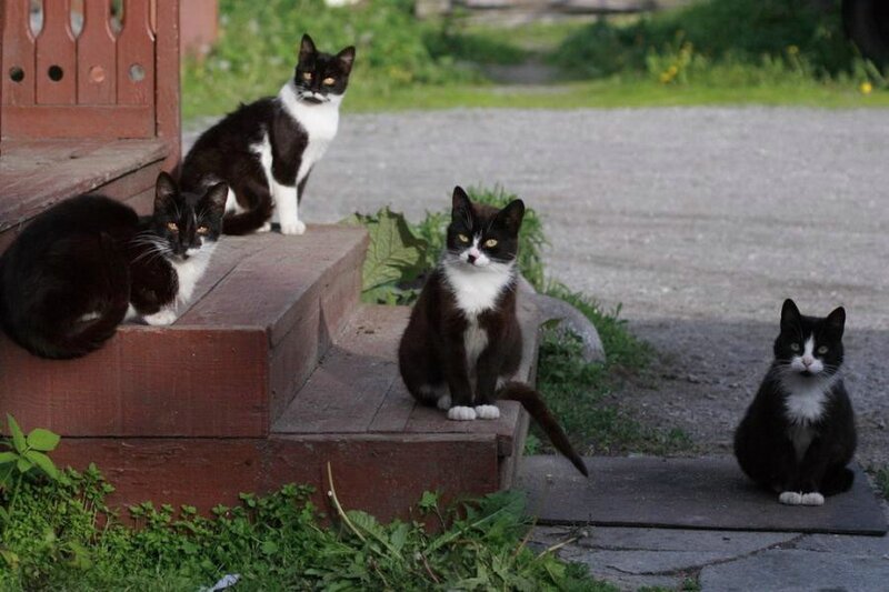 four cats on steps