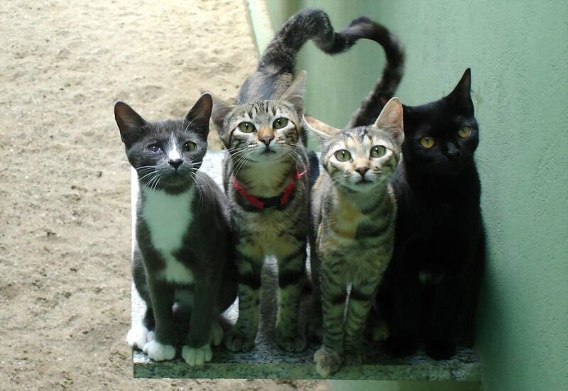 four cats sitting together