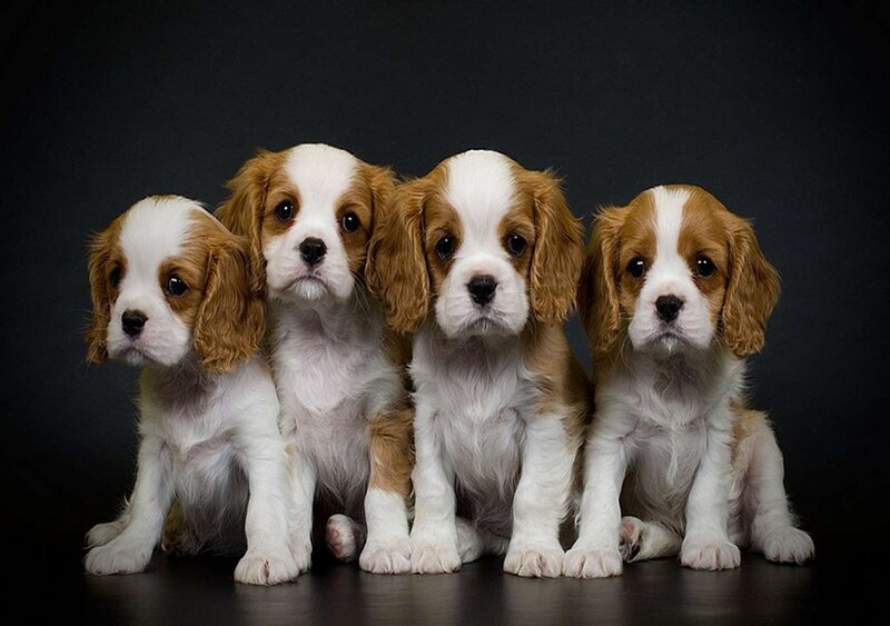 Four Cavalier King Charles Puppies