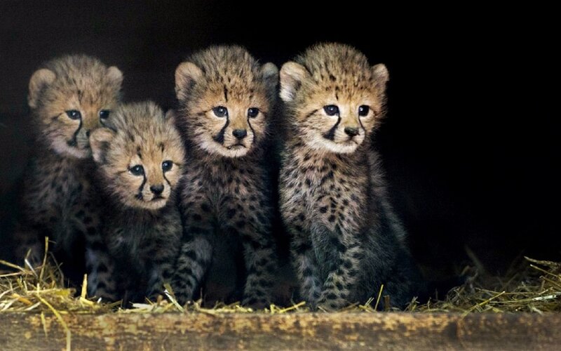 Four Cheetah Cubs