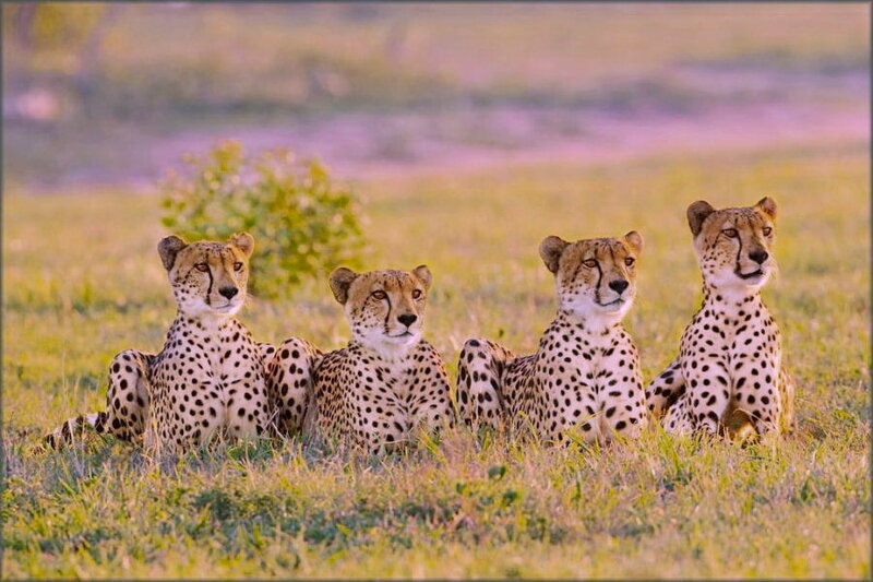 Four Cheetahs in Grass — Green
