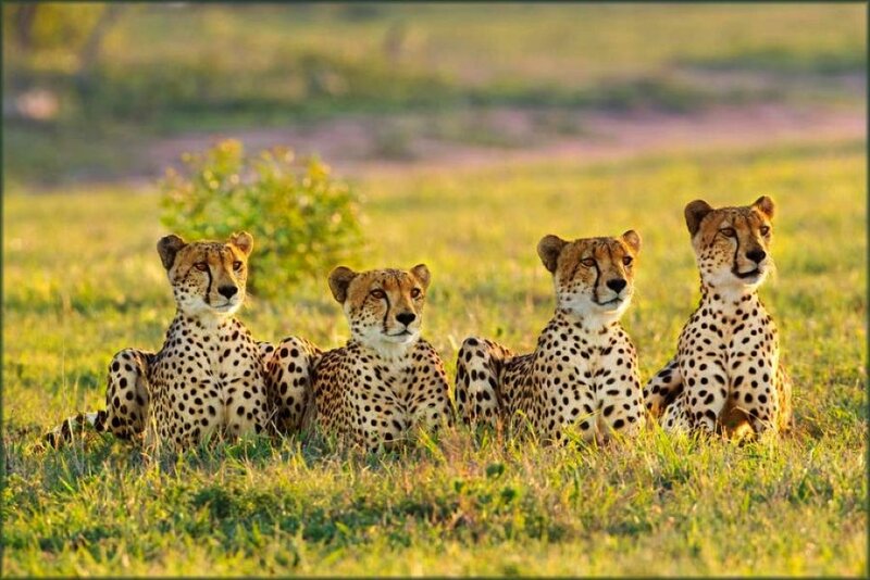 Four Cheetahs in Grass