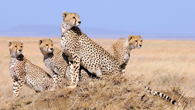 Four Cheetahs on a Mound