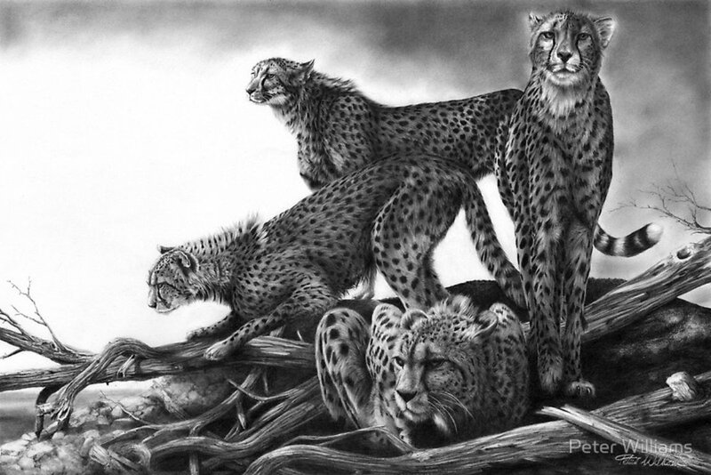 Four Cheetahs on Logs