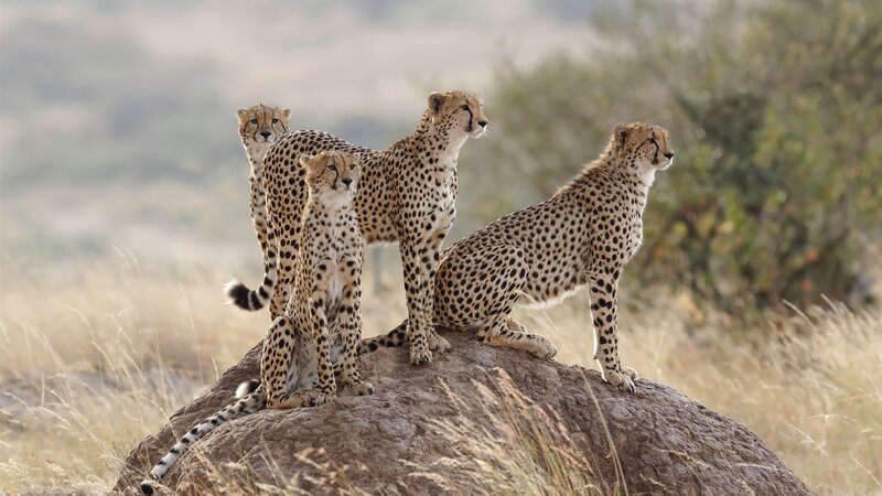Four Cheetahs on Rock