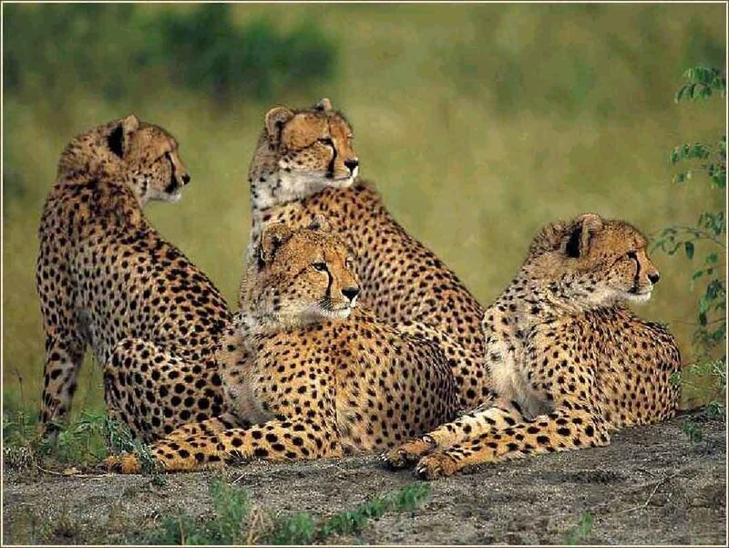 Four Cheetahs Resting