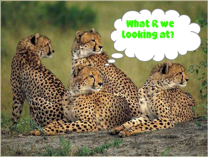 Four Cheetahs Sitting
