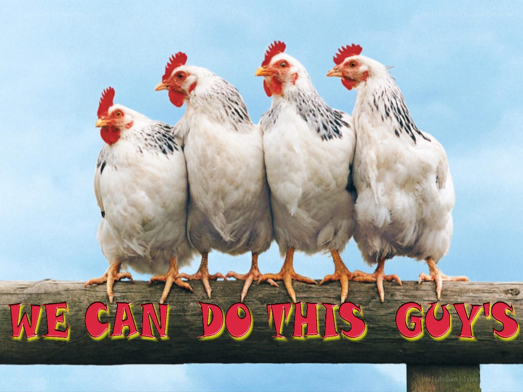 four chickens on a fence