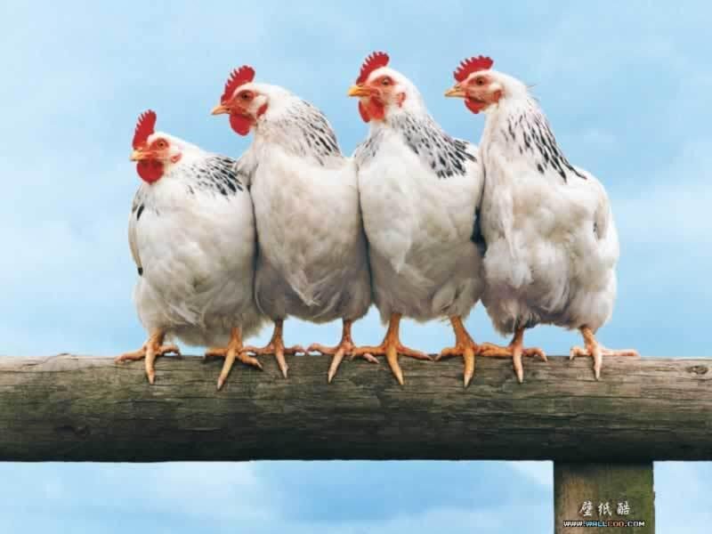 four chickens on a log