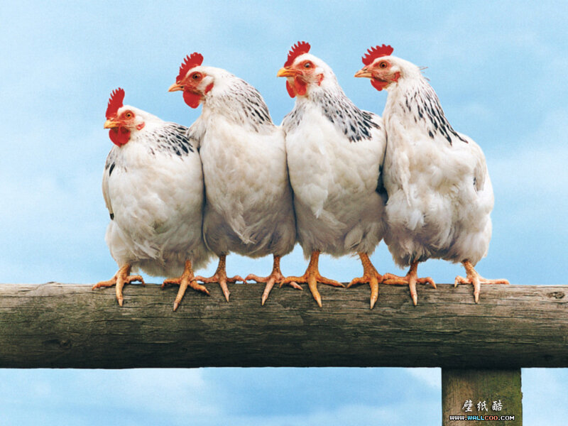 Four Chickens on a Log — White, Calm
