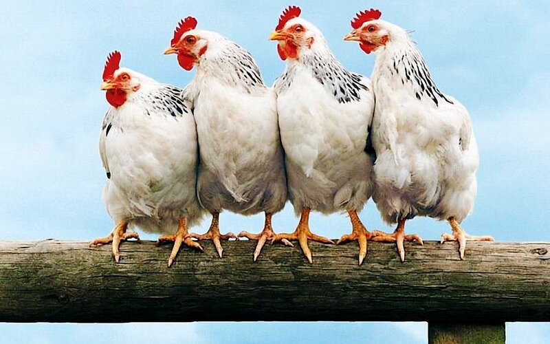Four Chickens on a Log — White