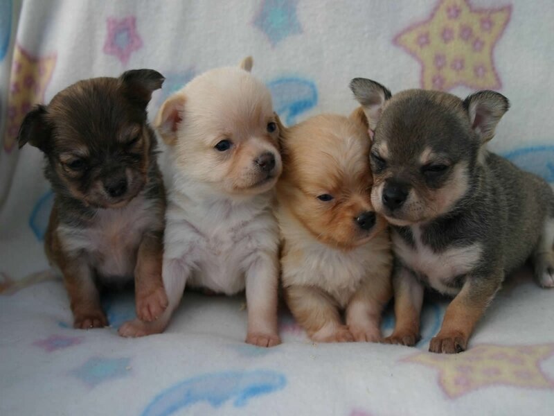 four chihuahua puppies