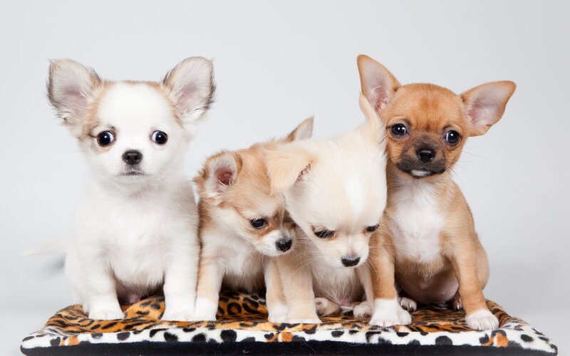 Four Chihuahua Puppies — White