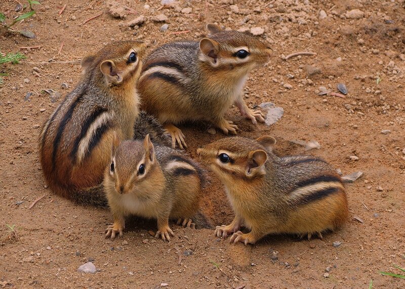 Four Chipmunks on Dirt