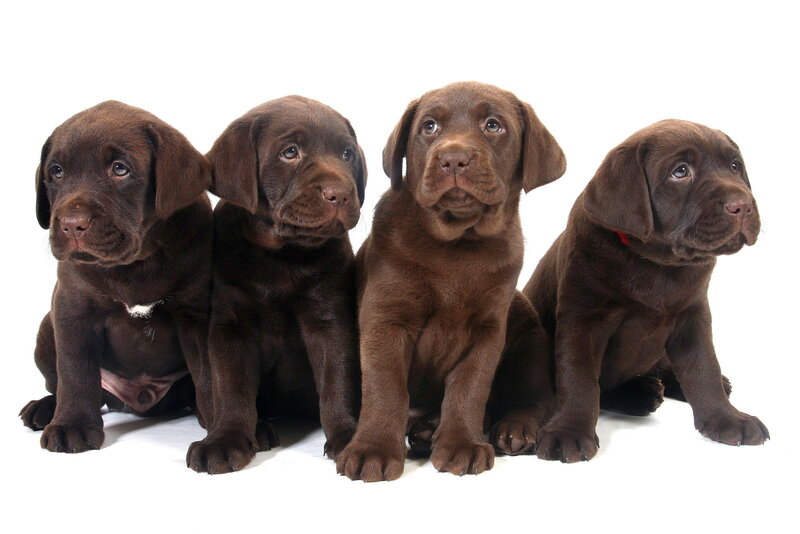 Four Chocolate Lab Puppies