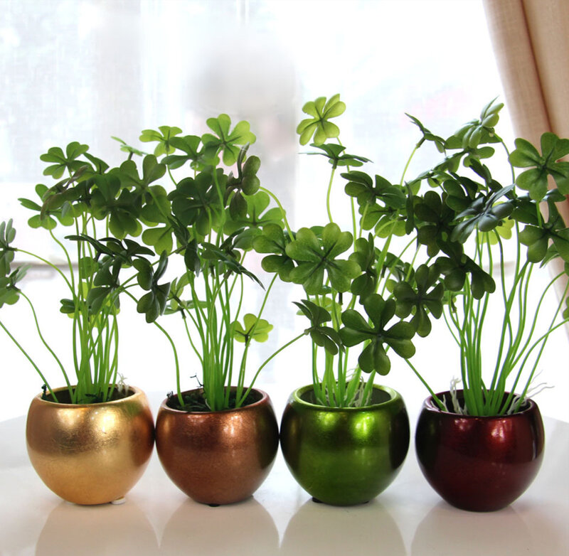 Four Clover Plants