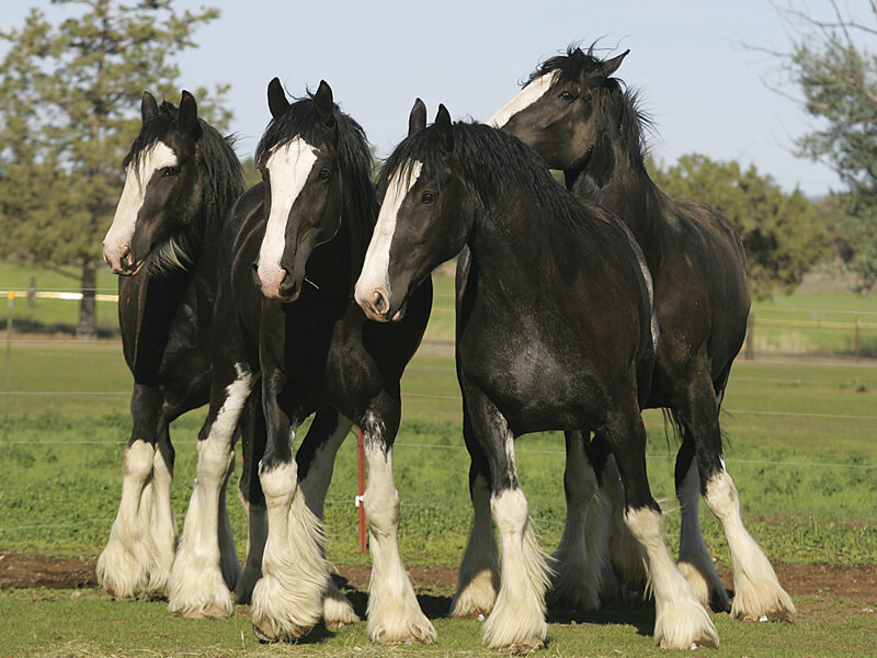 Four Clydesdale Horses