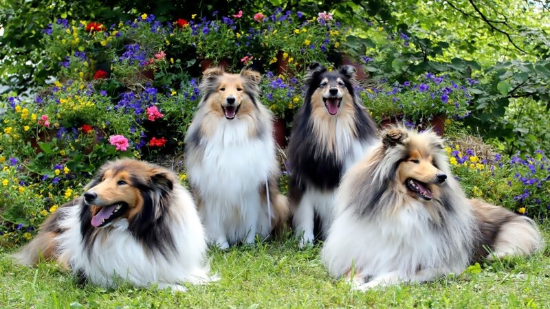 Four Collie Dogs — Green