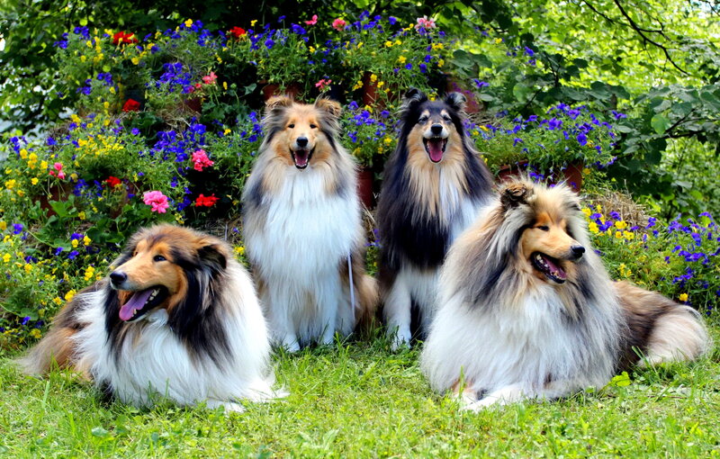 Four Collie Dogs in Garden