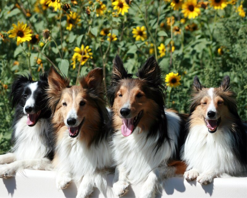 four collie dogs in sunflowers